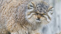 Animals Pallas's Cat Mammals yellow eyes animal eyes big cats
