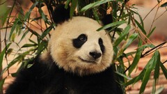 Animals panda Mammals Bears