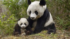 Animals panda Plants