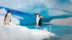 Animals Penguins ice Birds