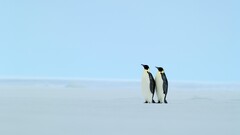 Animals Penguins ice cold iceberg Birds