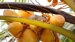 Animals Plants fruit