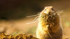 Animals prairie dog Mammals sciuridae