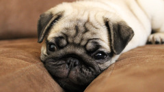 Animals pug dog Mammals