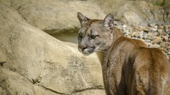Animals pumas wildlife Mammals