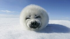 Animals Seals Mammals snow frontal view