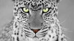 Animals selective coloring leopard