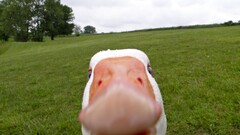 Animals selfies geese memes Birds frontal view