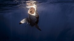 Animals shark underwater fish blue Sea water fangs