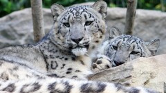 Animals snow leopards leopard (animal)