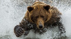 Animals splashes Bears wildlife wet water