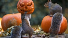 Animals squirrel Jack O Lantern humor