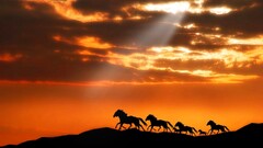 Animals sun rays horse