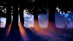 Animals sun rays sunlight deer Trees forest silhouette outdoors