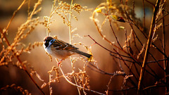 Animals sunlight nature macro branch sparrow Birds Plants