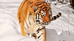 Animals tiger snow