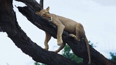Animals Trees lion