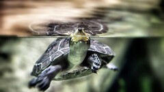 Animals turtle split-view water