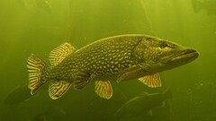 Animals underwater fish