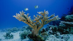 Animals underwater fish