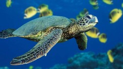Animals underwater turtle