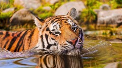 Animals water tiger big cats