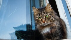 Animals window cats Kittens