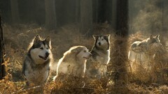 Animals wolf forest