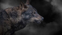 Animals wolf Mammals dog dark