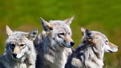 Animals wolf Mammals