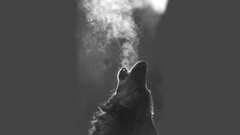 Animals wolf monochrome