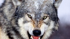 Animals wolf nature