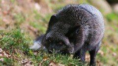 Animals wolf raccoons