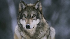 Animals wolf snow