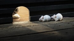 Animals wooden surface mice cats