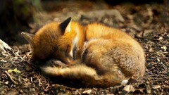 Anime fox Animals sleeping