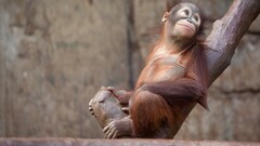 apes Animals Mammals