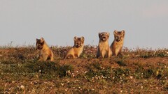 arctic fox Animals baby animals fox