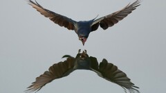 artwork Animals Birds reflection symmetry flying gray water