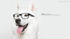 artwork dog Animals commercial glasses