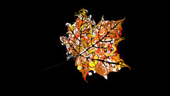 artwork leaves Simple Background black background Plants