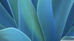 artwork Plants leaves blue