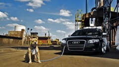 Audi vehicle dog Animals black cars Mammals