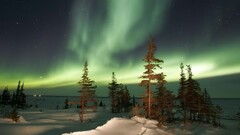aurorae forest landscape nature snow winter night