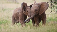 baby animals Animals elephant