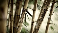 bamboo blurred depth of field brown photography Plants Trees