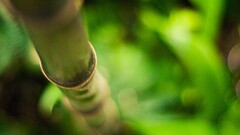 bamboo depth of field nature