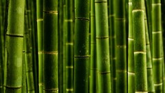 bamboo Green Plants