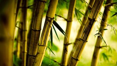 bamboo nature Plants Trees