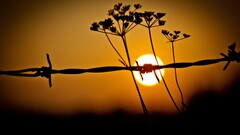 barbed wire outdoors Plants sunlight